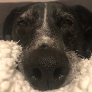 Meet your Posher, Ramona